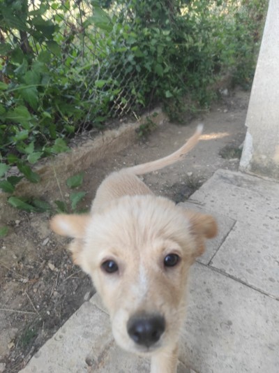 Три малки женски кученца