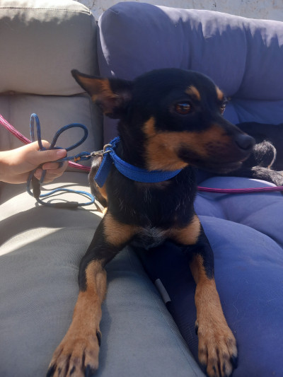 Miniature pinscher for rehoming