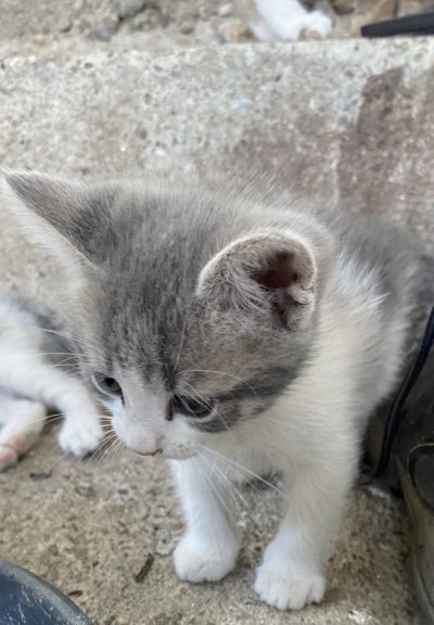 Търся дом на малки котета