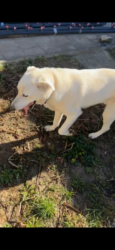 Цезар търси своя дом!