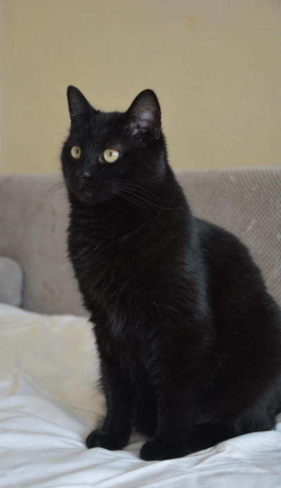 Дарки търси дом!