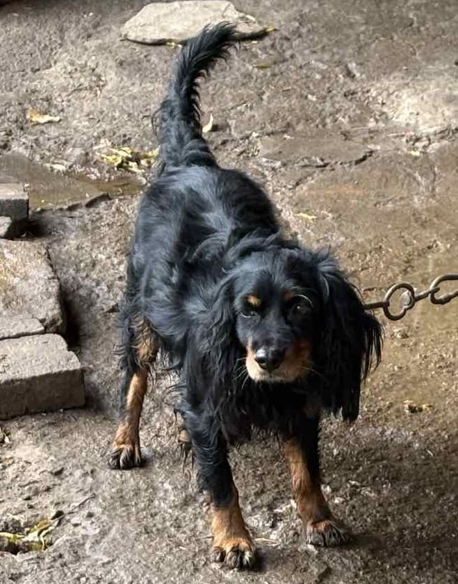 Мило куче, много любвеобилно и отличен пазач за осиновяване