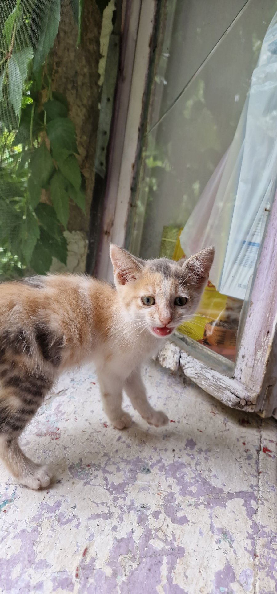 Подарявам 5 прекрасни котенца за осиновяване