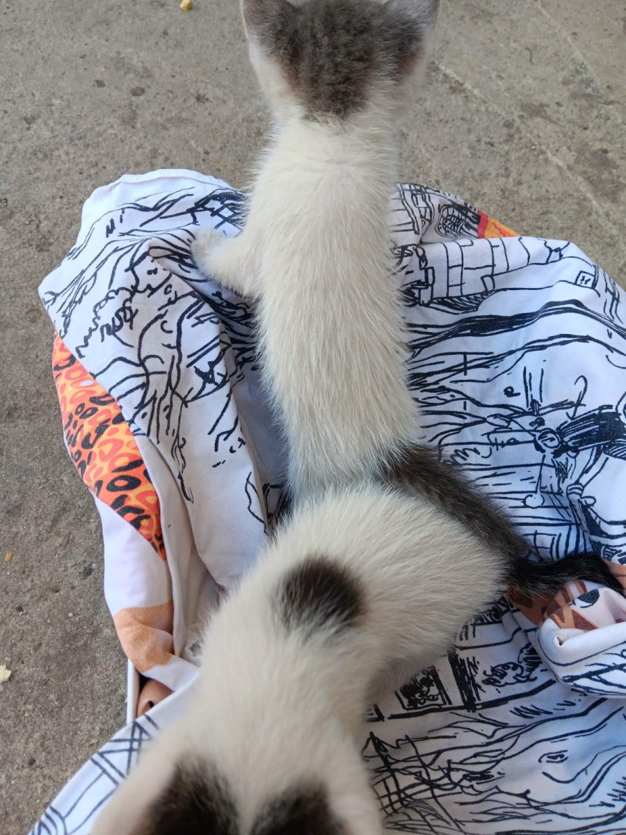 5 сладурчета си търсят дом за осиновяване