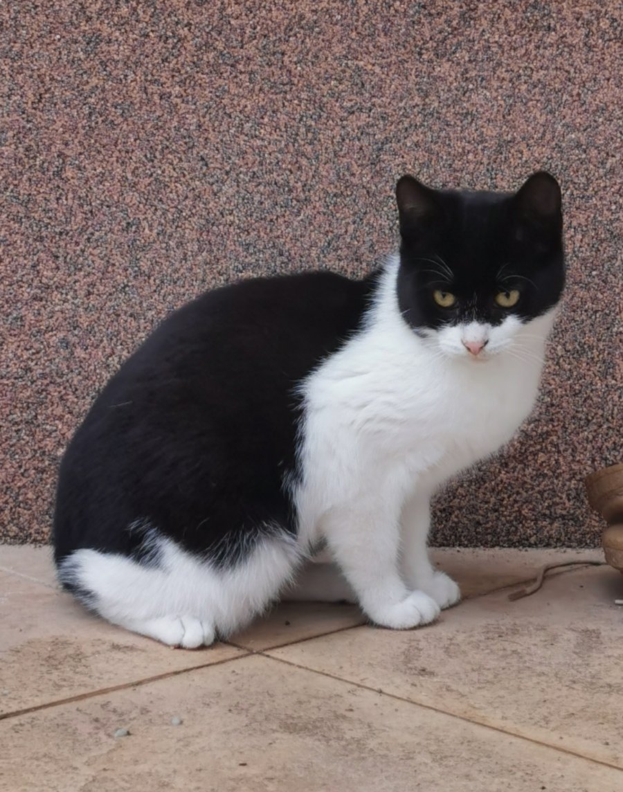 Търся осиновители за Принц Лъки II за осиновяване