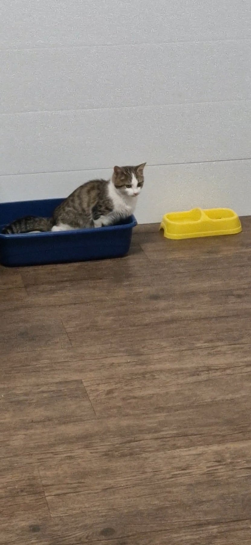 Спешно се търси дом за малко коте- герой за осиновяване