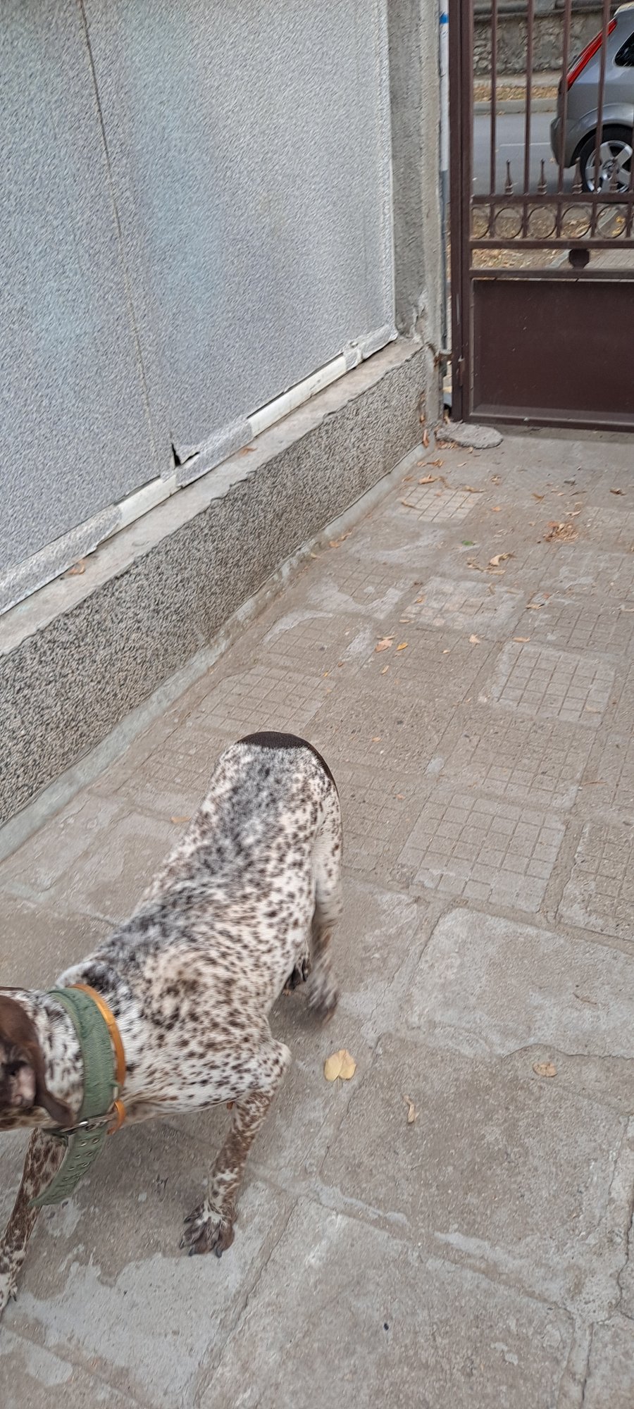 Подарявам куче за осиновяване