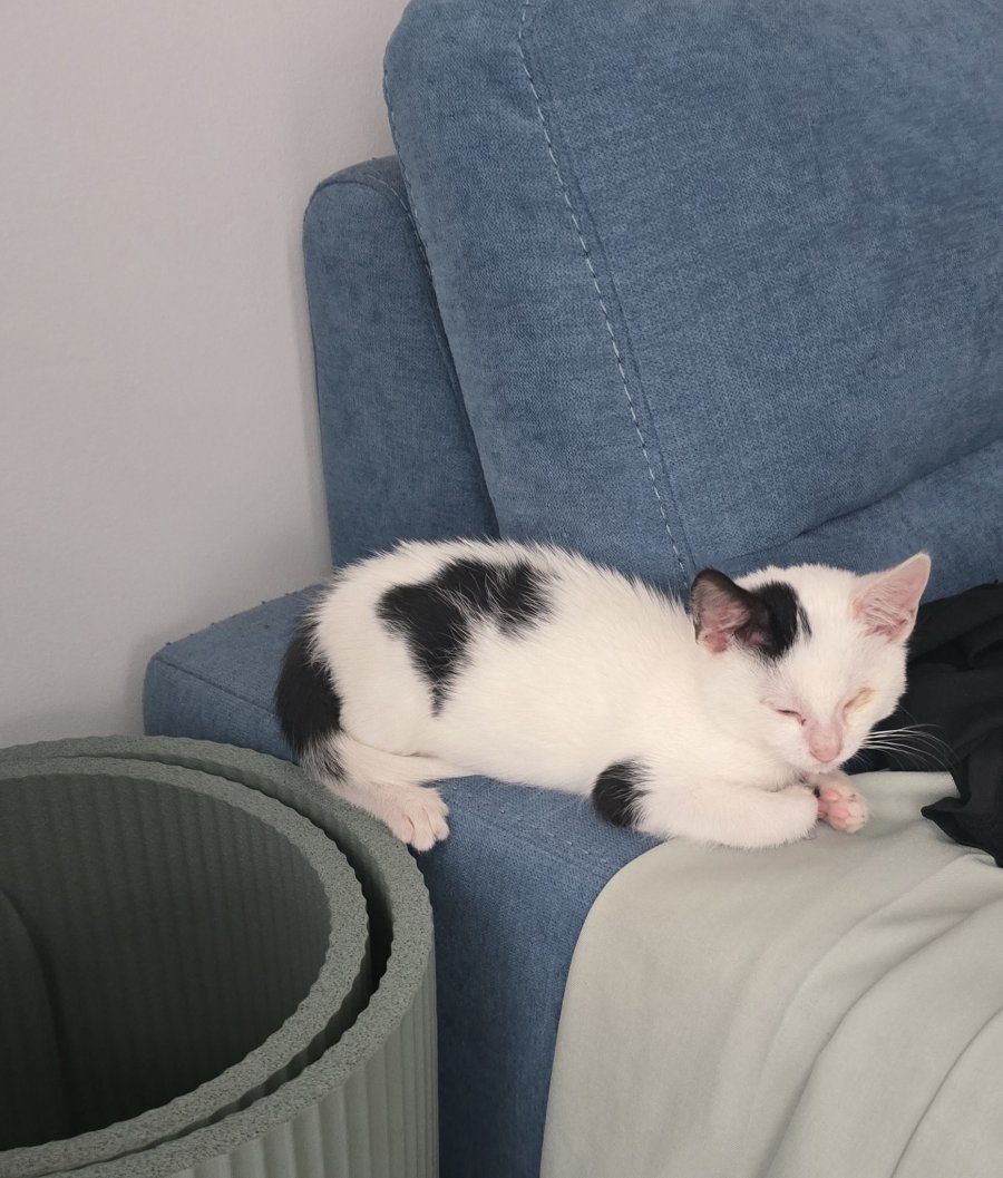 Миличкият Чио търси своя дом