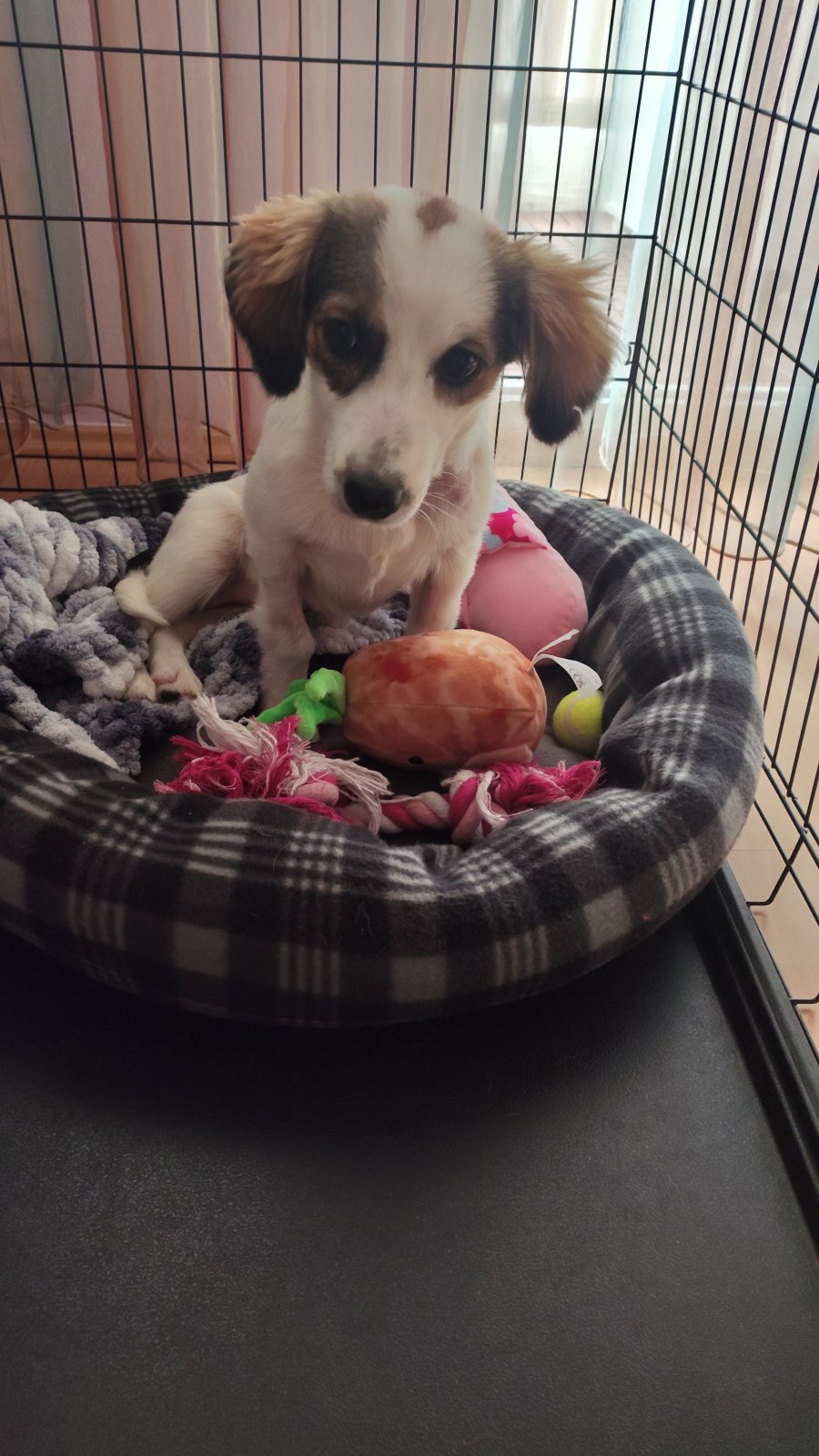 Лъки търси своя дом, за да не отиде в приют за осиновяване