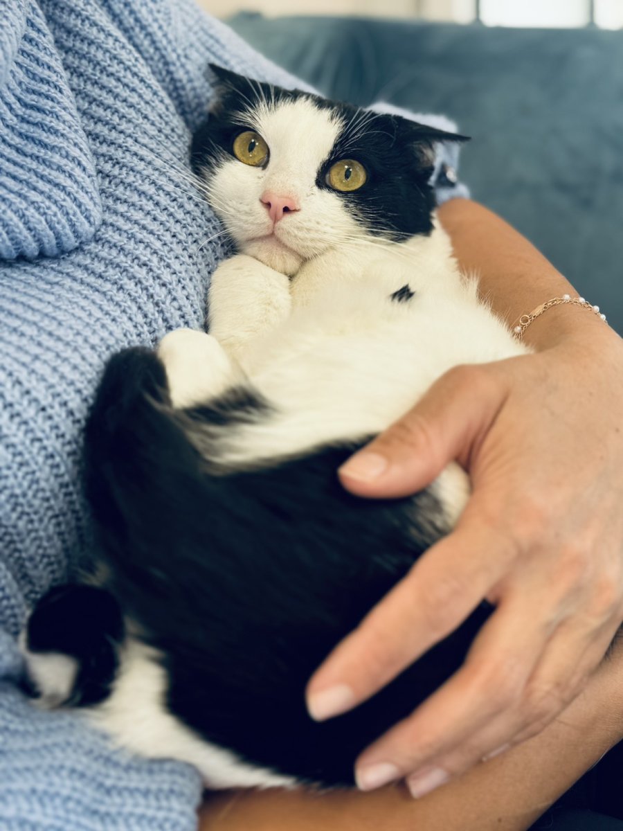 Коте Томи търси дом за осиновяване