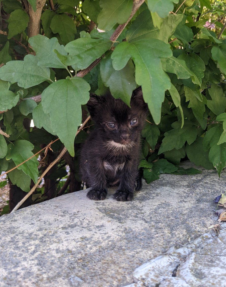 3 little kittens looking for new homes  за осиновяване