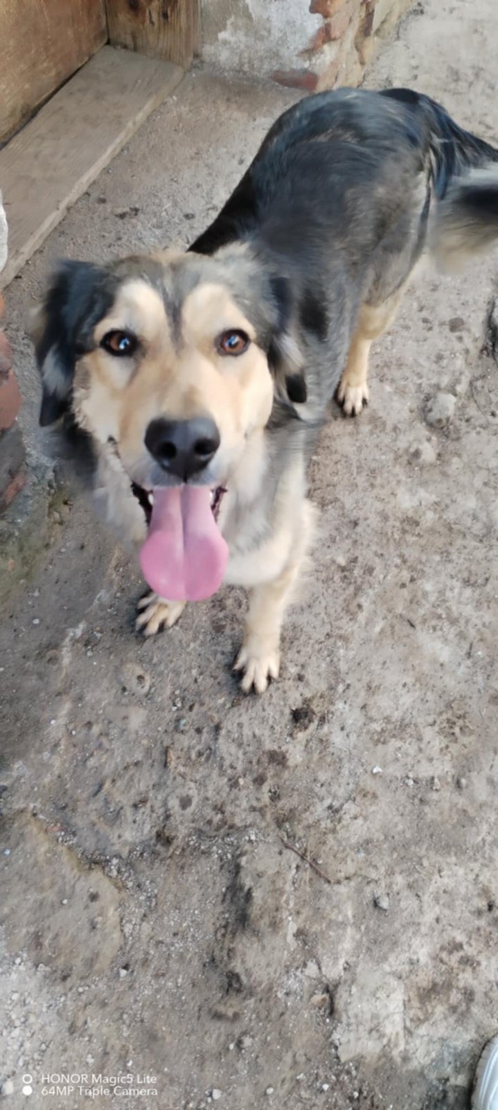 Две прекрасни кучета търсят своя нов дом