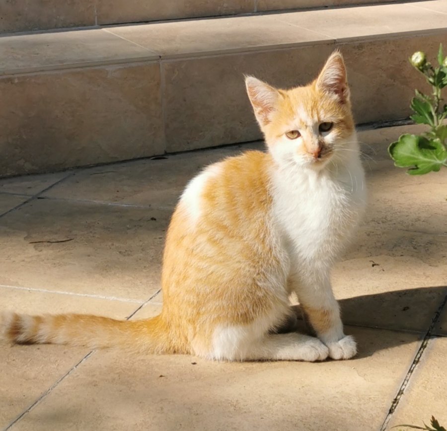 Дом и обич за риж красавец за осиновяване