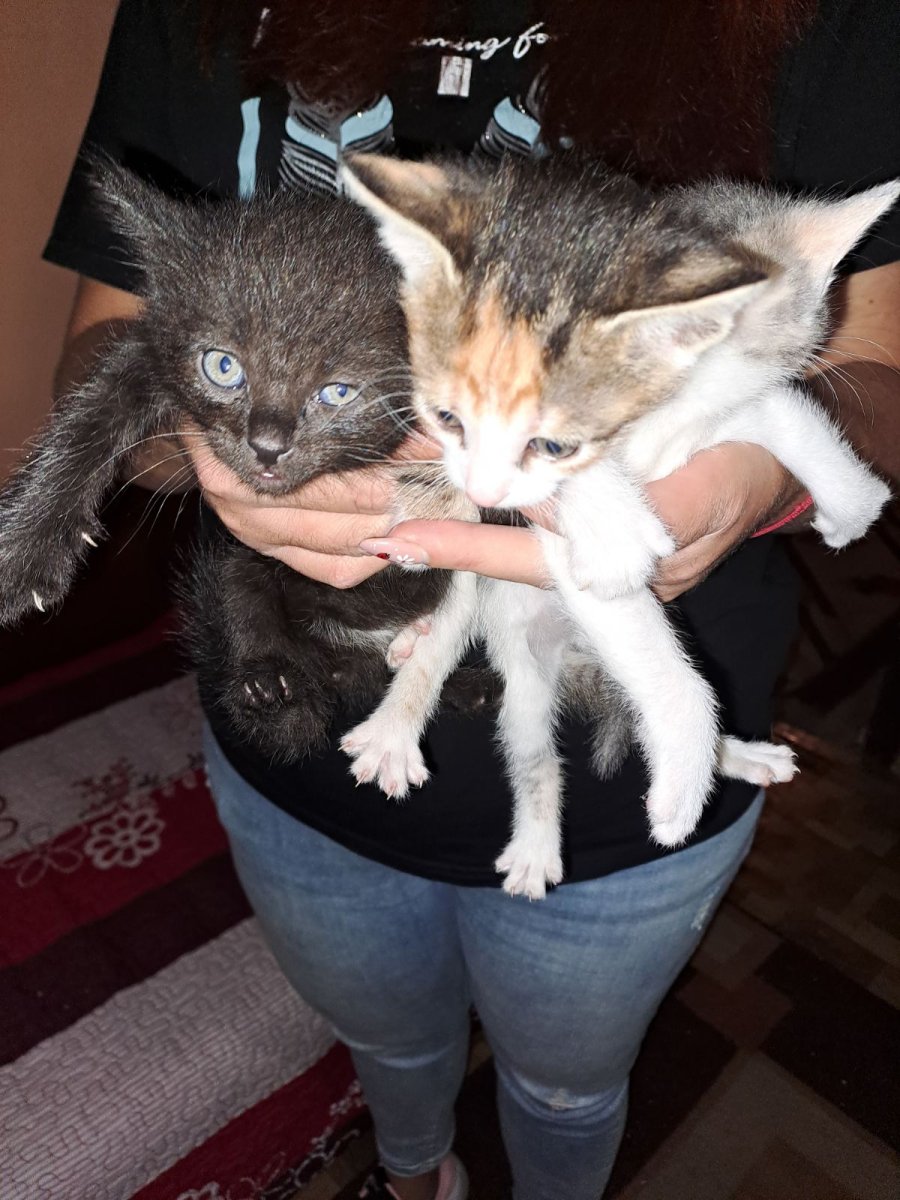 ЗДРАВЕЙТЕ :):):) Имате ли място за нас, във вашият дом?  Обещаваме, да сме много послушни и ще ви обичаме безкрайно :) за осиновяване