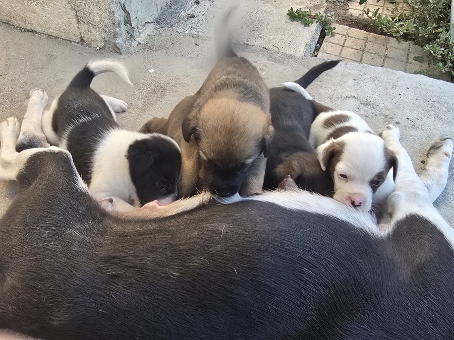 Подаряват се