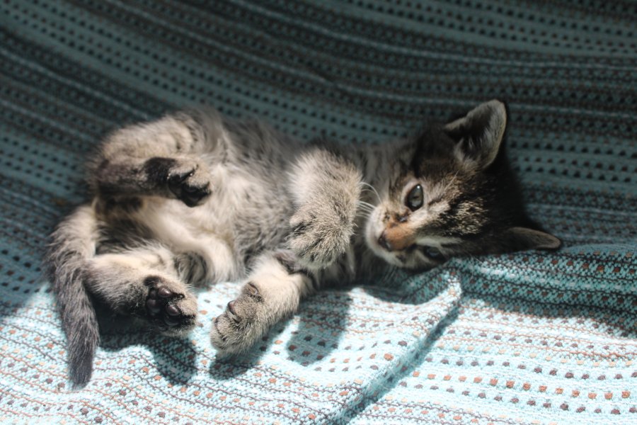 Малко коте търси дом за осиновяване