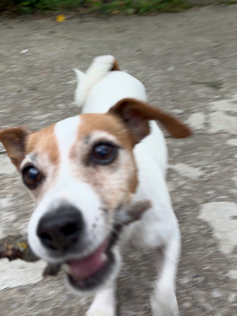 Хера си търси спешно дом за осиновяване