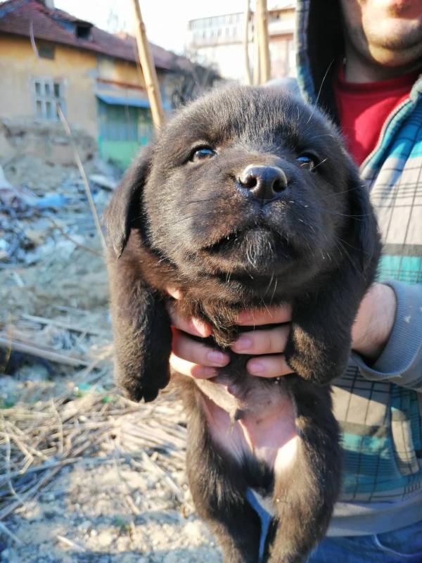 ÐºÑƒÑ‡ÐµÐ½Ñ†Ð° за осиновяване