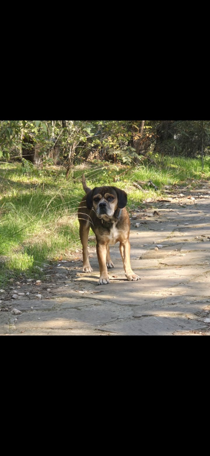 Кученце си търси дом
