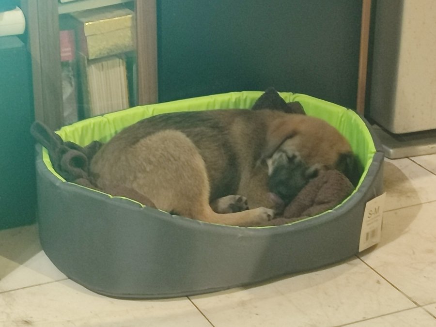 малка душичка търси дон