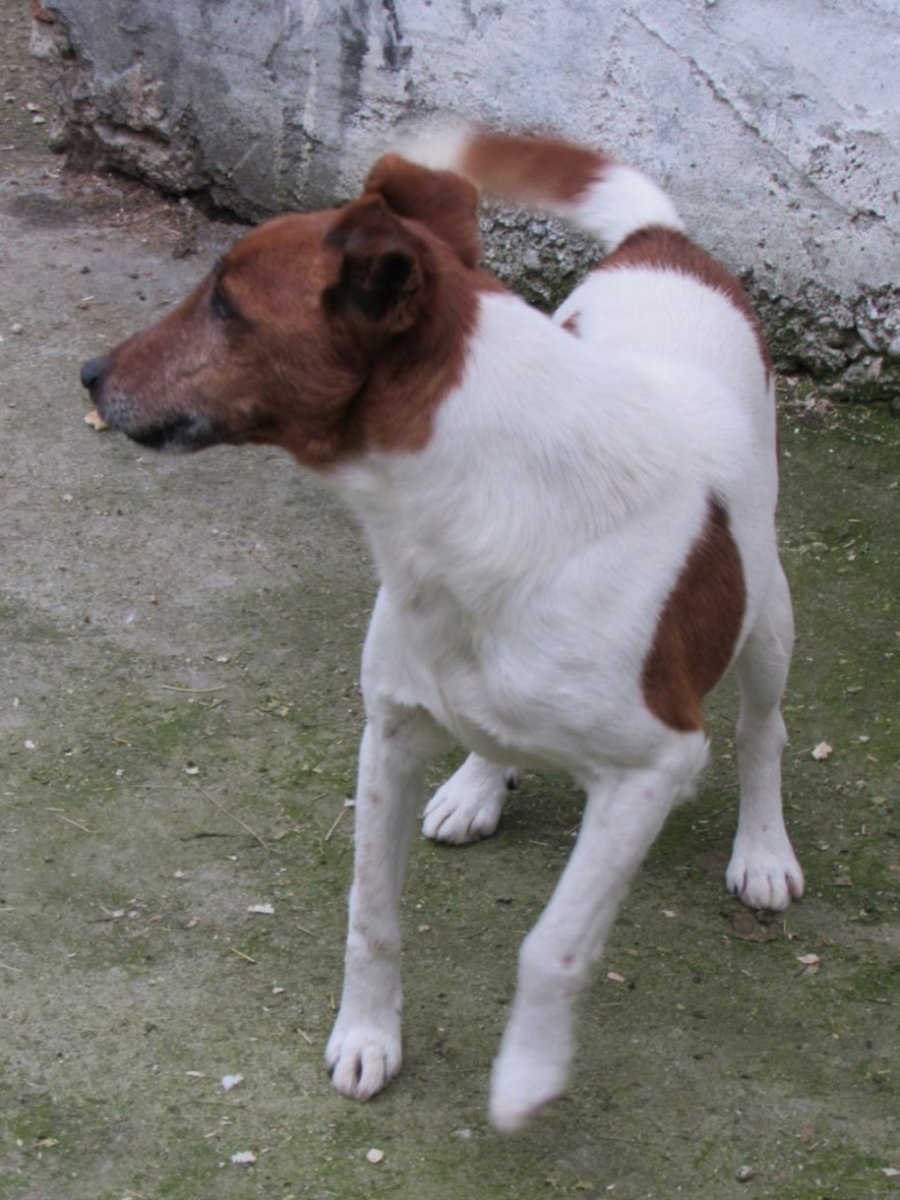 Рекс търси дом за осиновяване