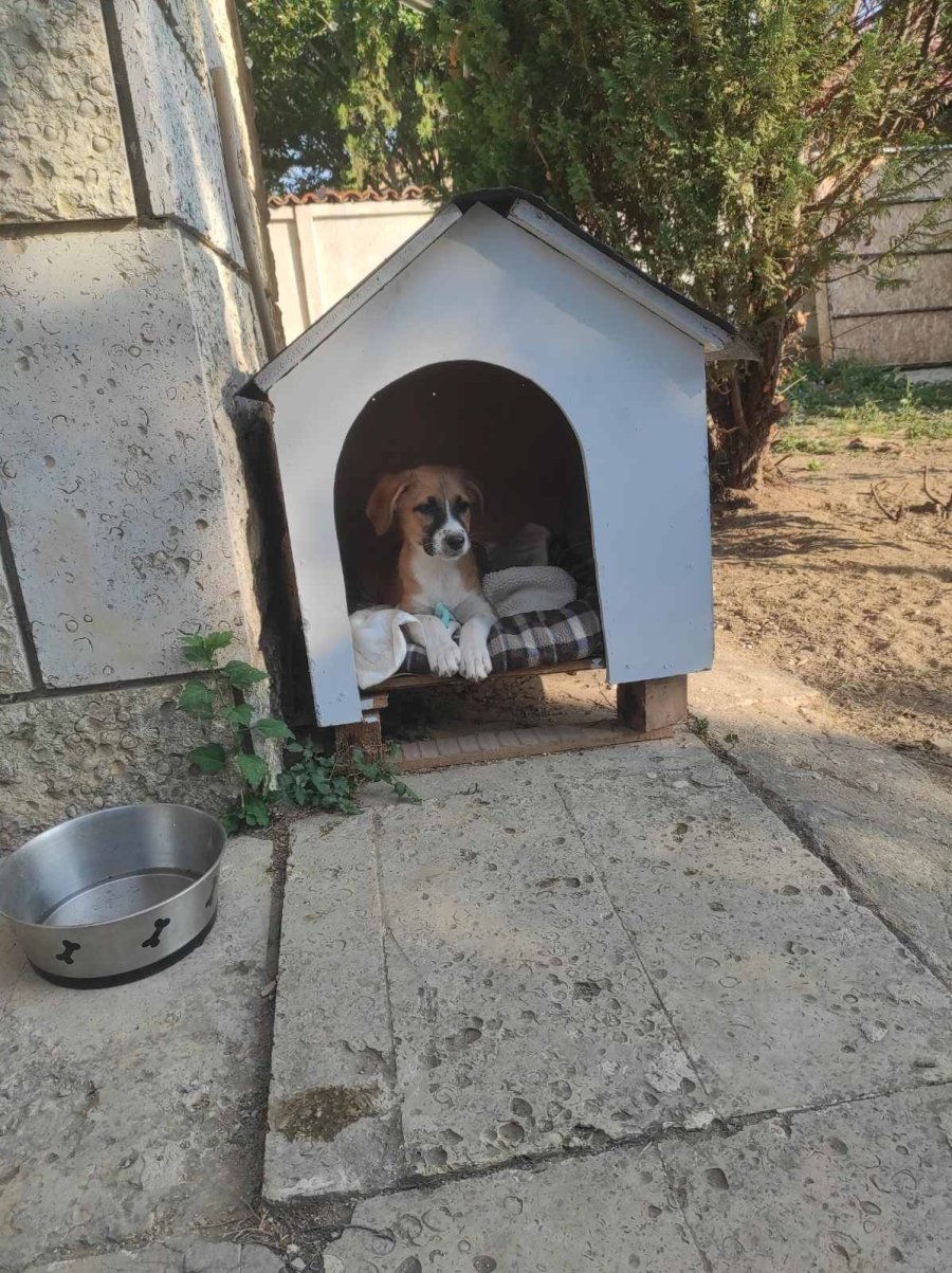 Три малки женски кученца