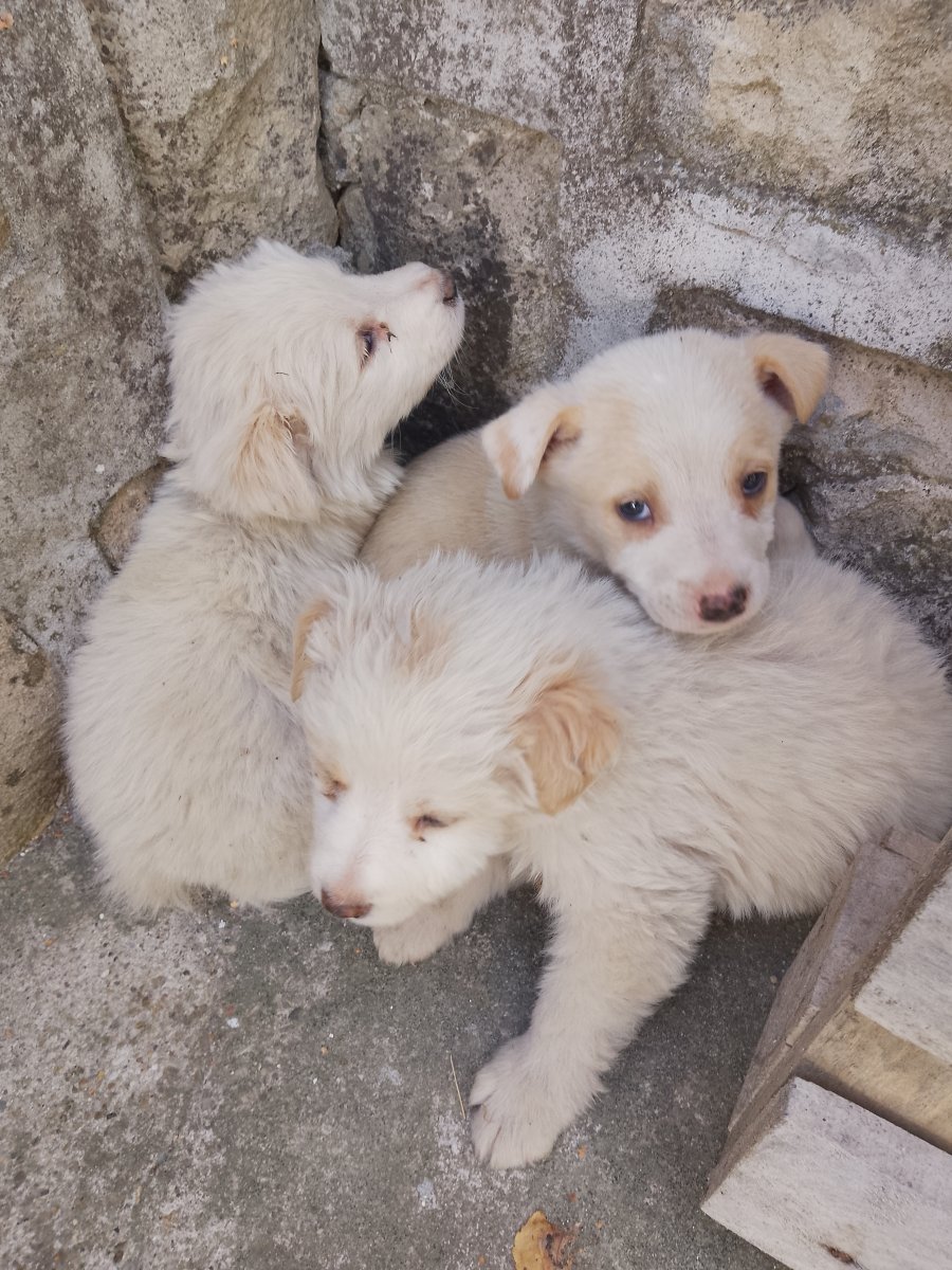 Спешно- кученца имат нужда от дом за осиновяване