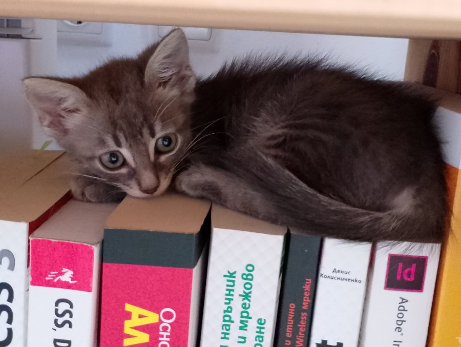 Мама и Сивушче търсят своя дом за осиновяване