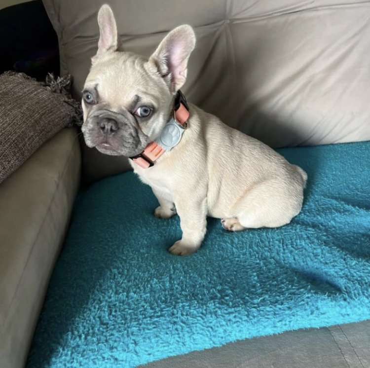 Очарователни кученца френски булдог за осиновяване