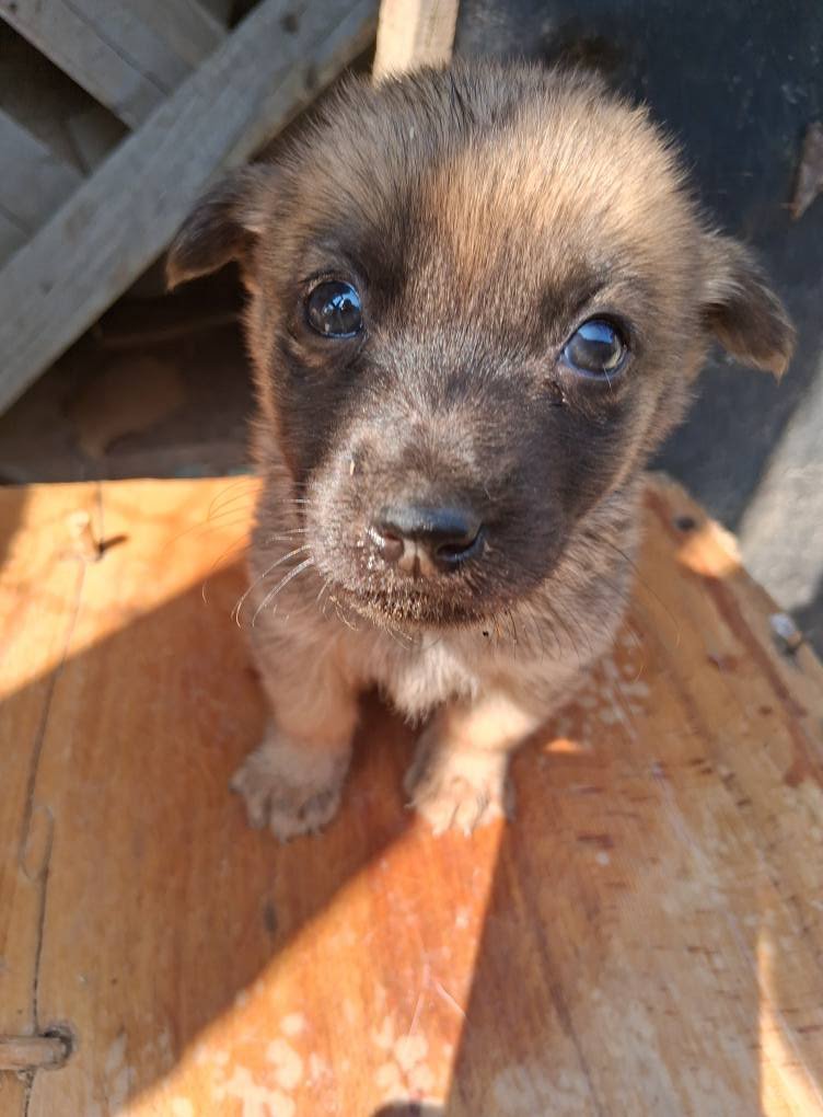 Подарявам кученца за осиновяване