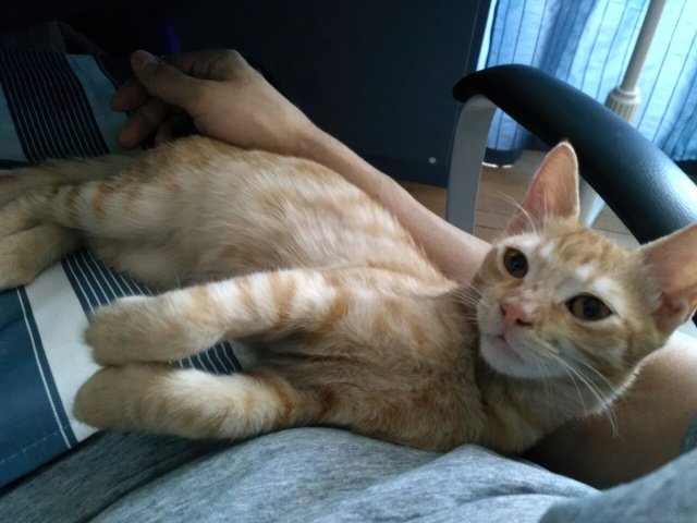 Ginger-white male cat looking for a home за осиновяване