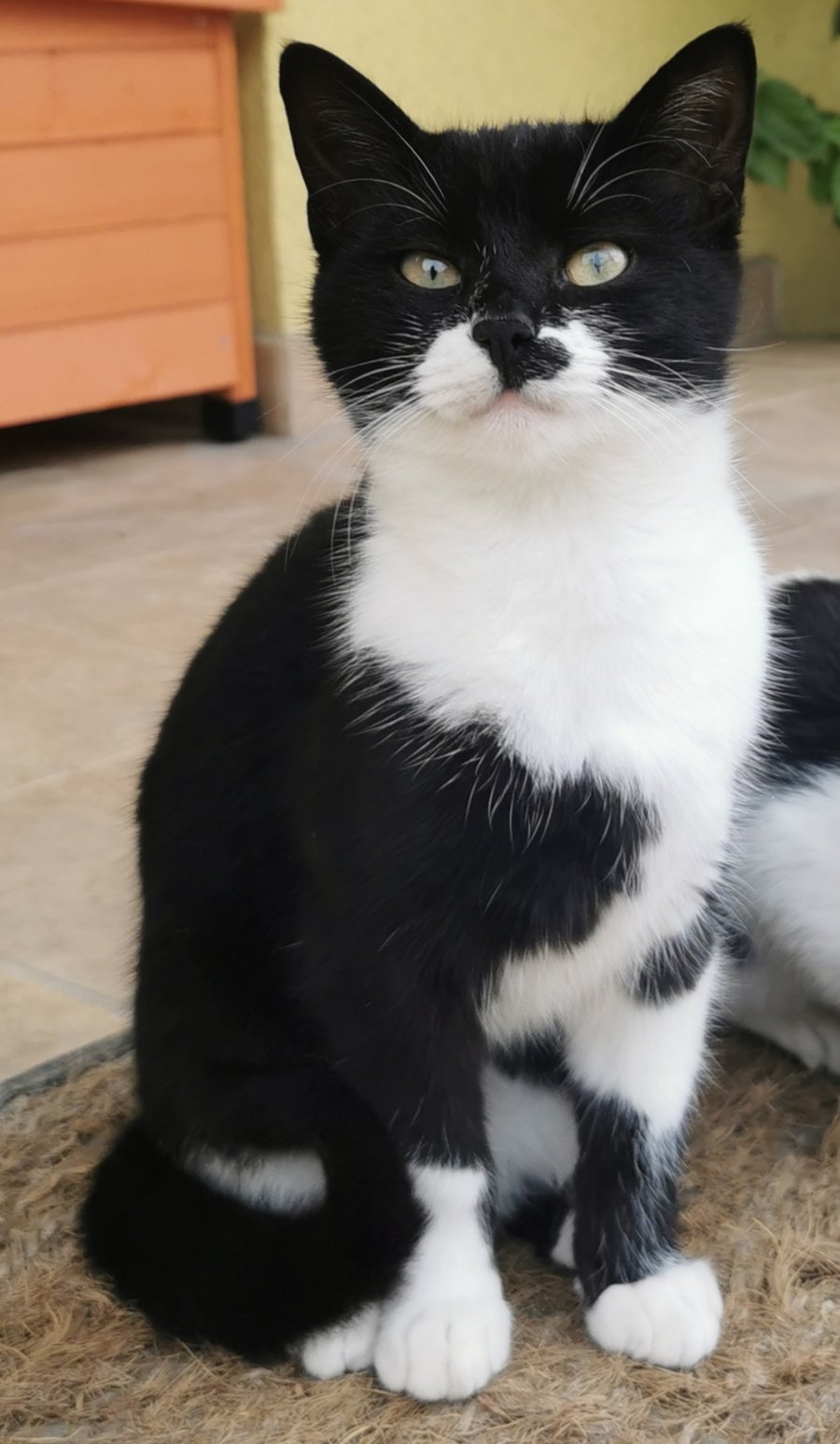 Дом и обич за коте Лъки за осиновяване