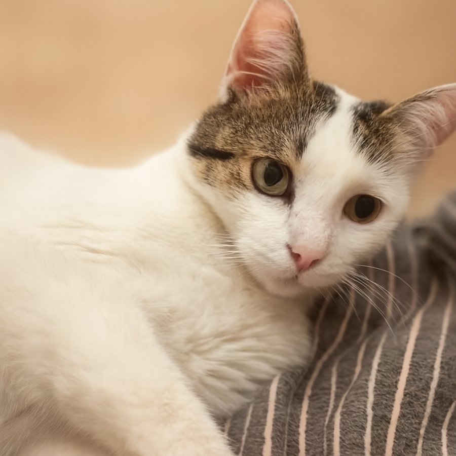 Бела търси дом за осиновяване