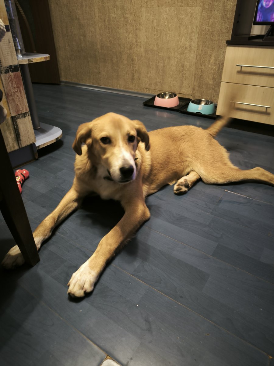 Сладур търси своя дом