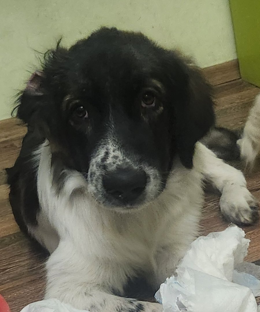 Много спешно търси дом за осиновяване