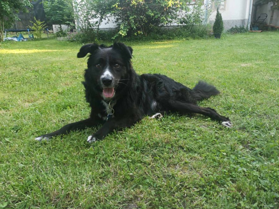 Търся осиновител за куче за осиновяване