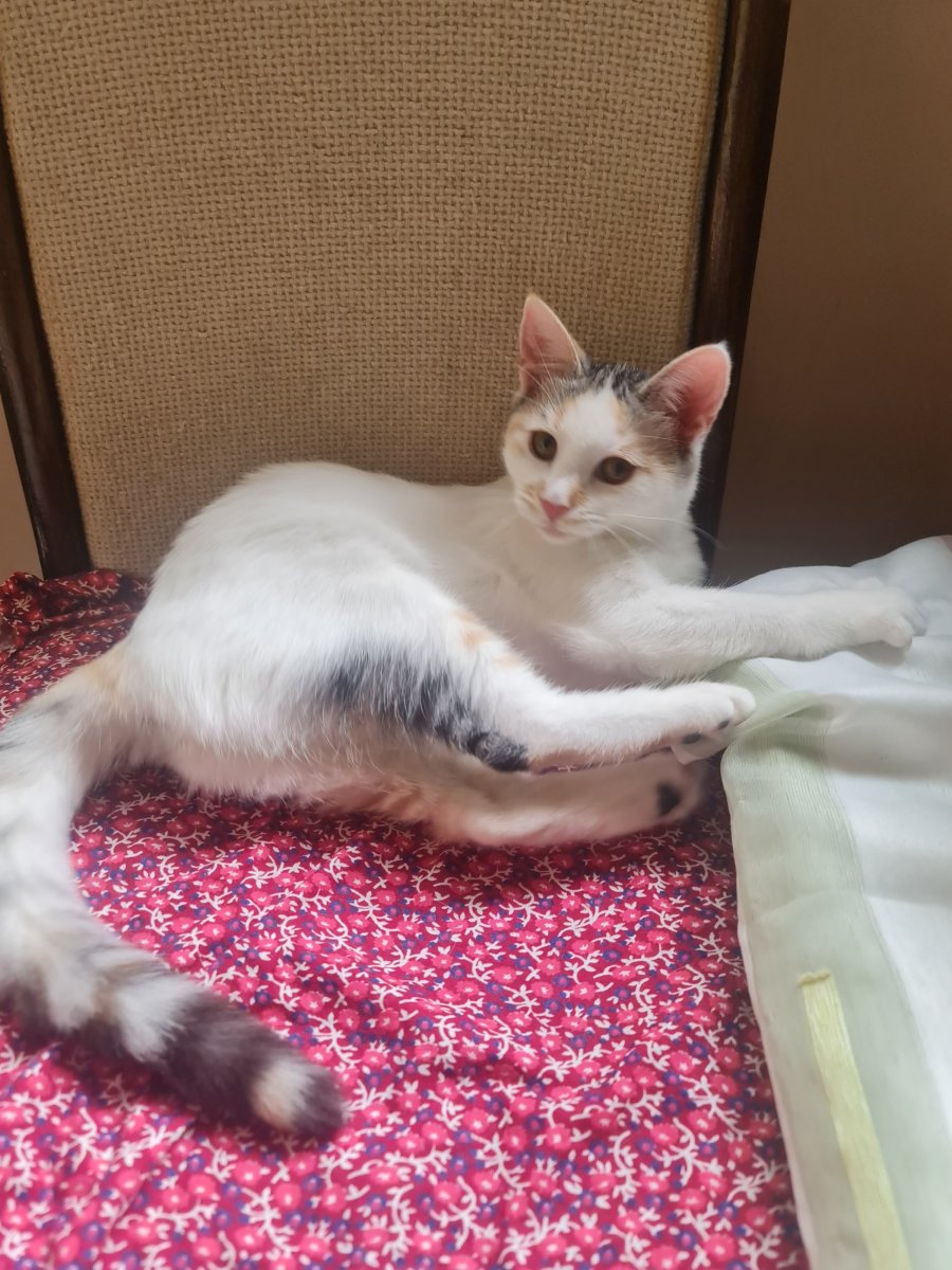 Давам две котета за осиновяване за осиновяване