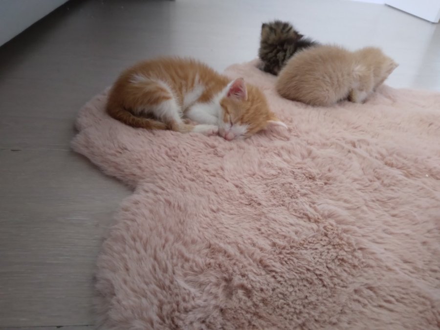 Три мъжки котета за осиновяване