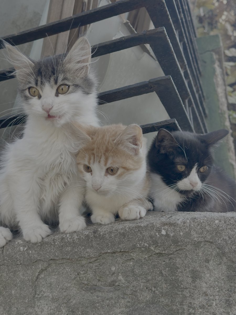 Котенца търсят дом за осиновяване