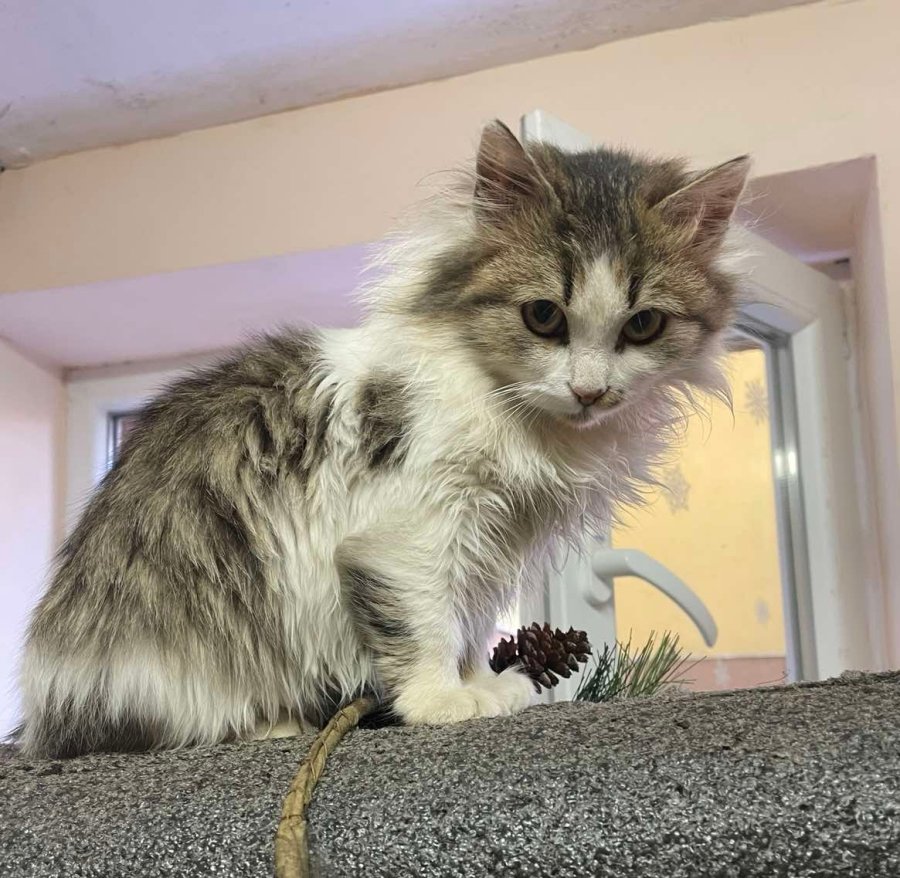 4/5-месечно момиченце търси дом! за осиновяване