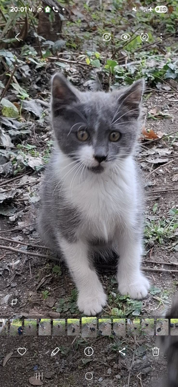 Породисто бебе британска късокосместта, мъжко