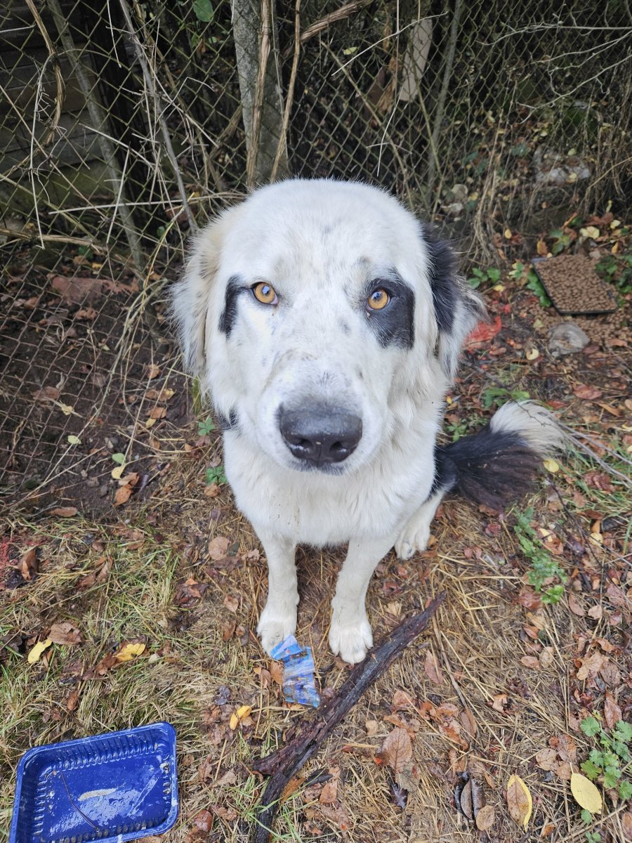 Бруно търси своя дом! за осиновяване