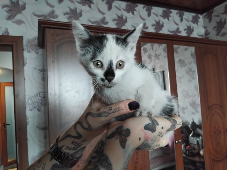 Майка и 3 котенца имат нужда от дом! за осиновяване