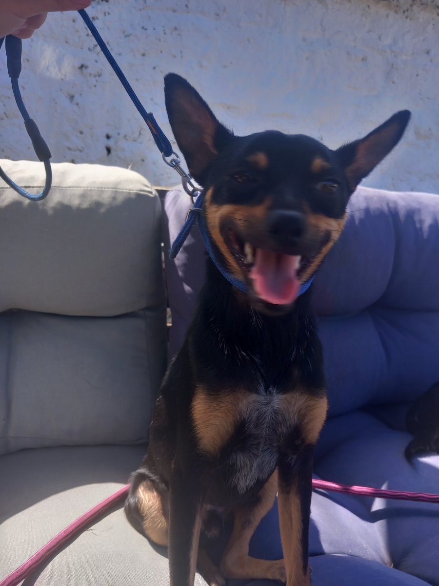 Miniature pinscher for rehoming за осиновяване