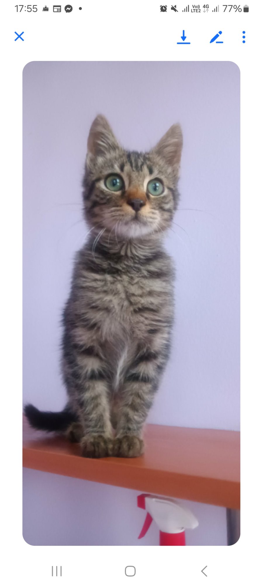 Малкия прекрасен Тоби търси своя любящ дом и грижовни стопани за осиновяване