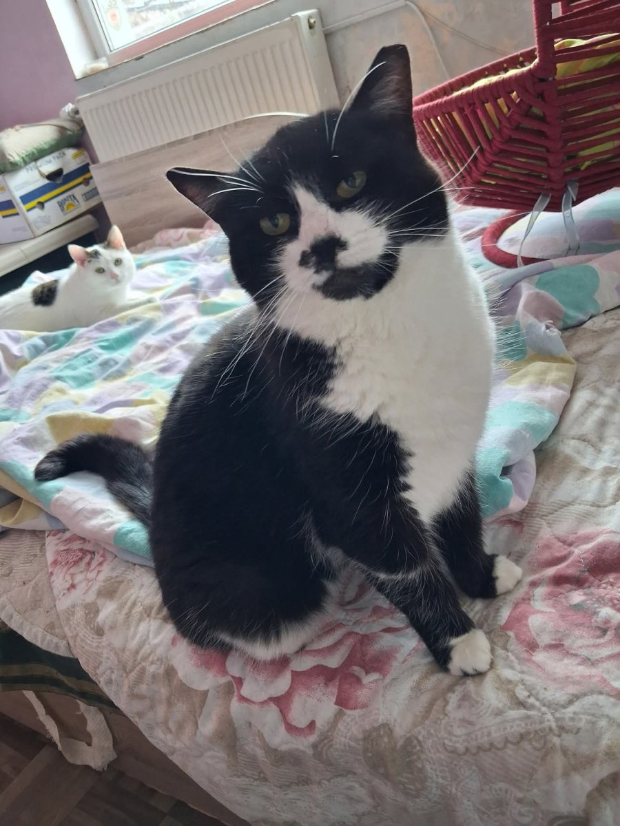 Хубавата Адолфина за осиновяване