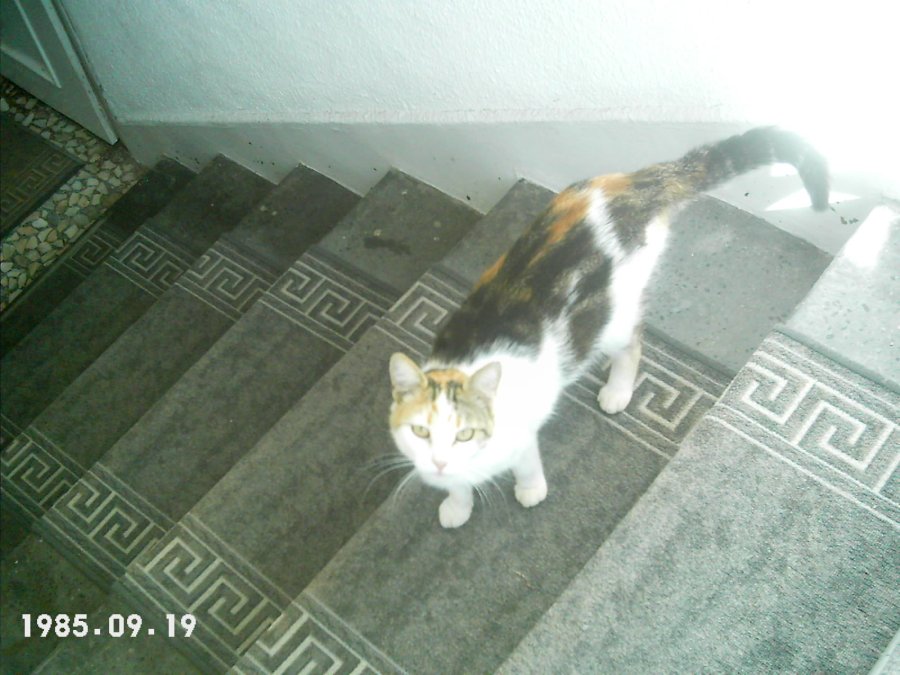 Търся осиновител на 3 изключителни котета