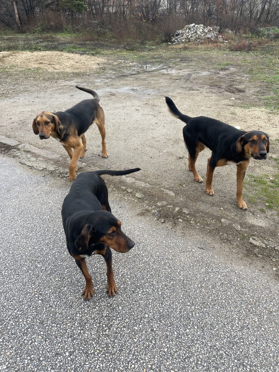 Searching for new home