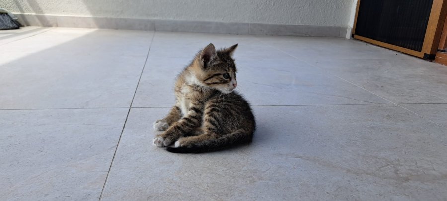 Търся дом на малко мъжко тигърче за осиновяване