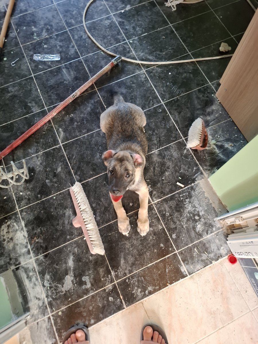 Подарява се за осиновяване